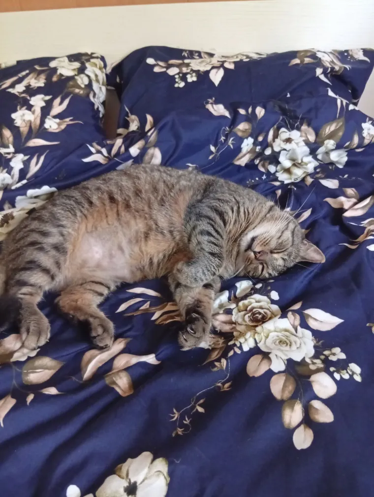 Veliki nježni divovi koji uživaju u maženju: Va&scaron;e ljubimice svakome će izmamiti osmijeh na lice