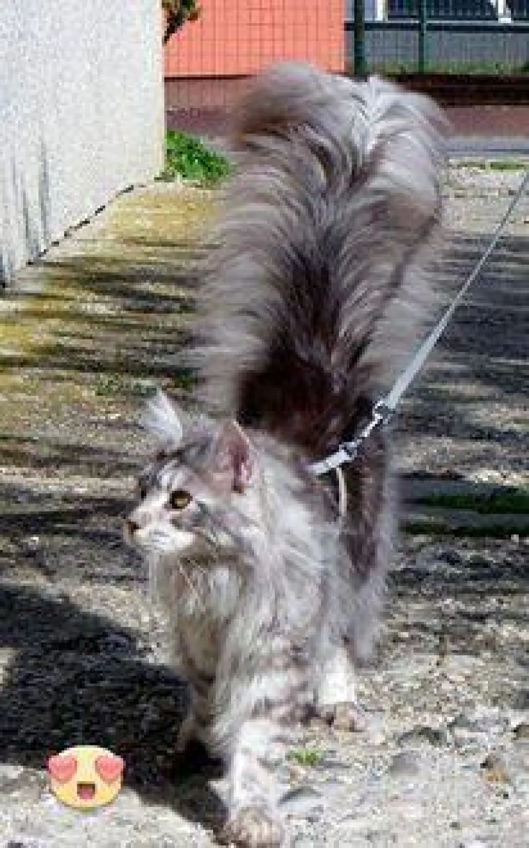 Veliki nježni divovi koji uživaju u maženju: Va&scaron;e ljubimice svakome će izmamiti osmijeh na lice