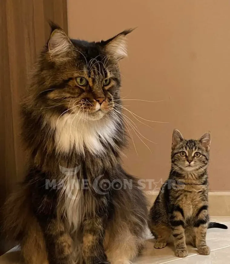 Veliki nježni divovi koji uživaju u maženju: Va&scaron;e ljubimice svakome će izmamiti osmijeh na lice