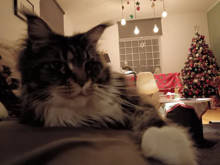 Veliki nježni divovi koji uživaju u maženju: Va&scaron;e ljubimice svakome će izmamiti osmijeh na lice