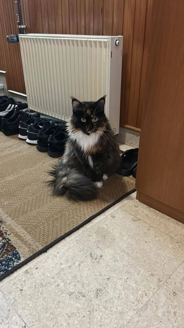 Veliki nježni divovi koji uživaju u maženju: Va&scaron;e ljubimice svakome će izmamiti osmijeh na lice