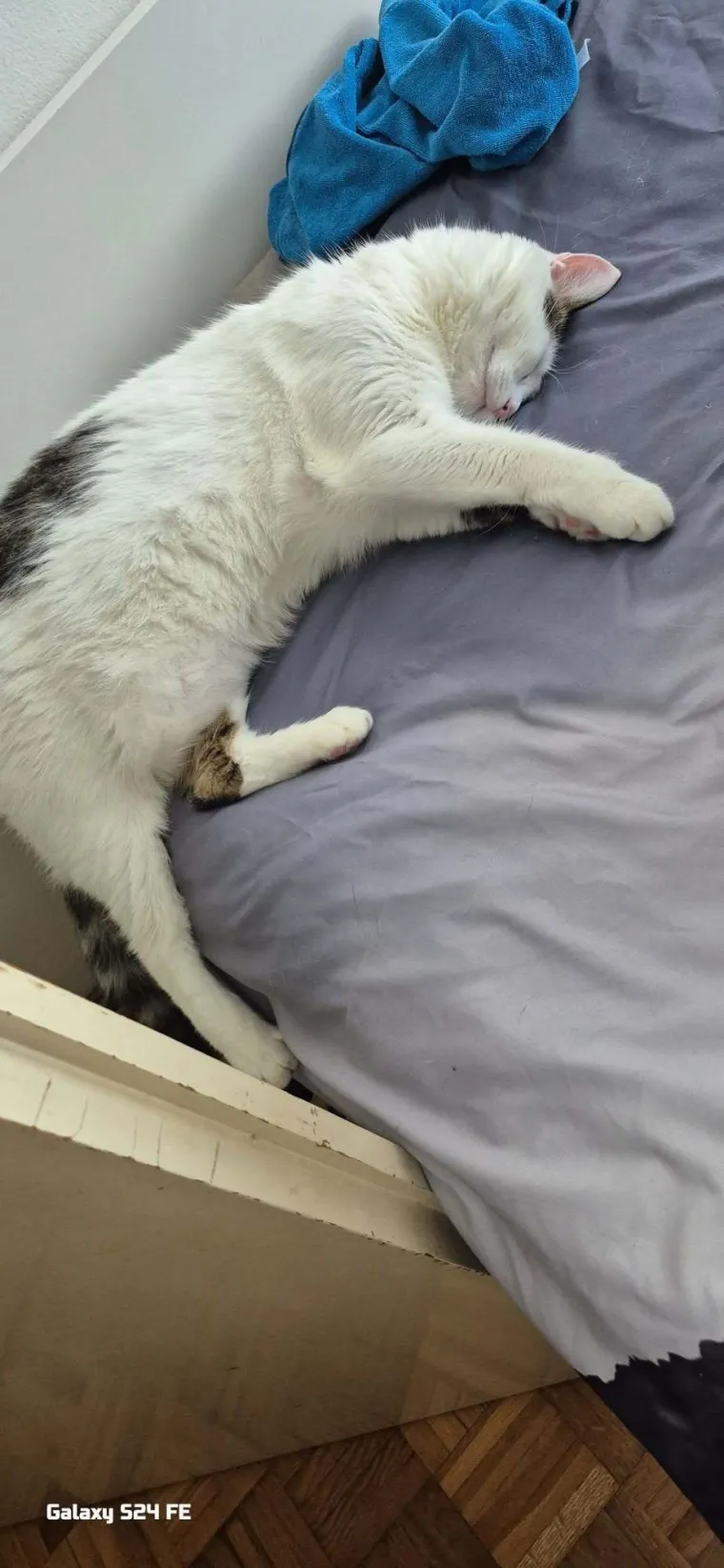 Veliki nježni divovi koji uživaju u maženju: Va&scaron;e ljubimice svakome će izmamiti osmijeh na lice