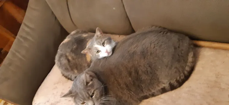 Veliki nježni divovi koji uživaju u maženju: Va&scaron;e ljubimice svakome će izmamiti osmijeh na lice