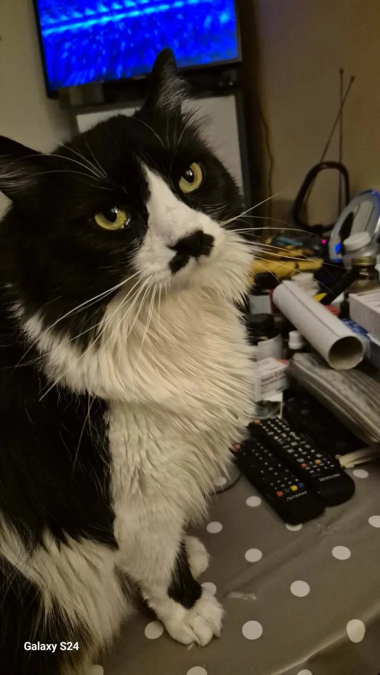 Veliki nježni divovi koji uživaju u maženju: Va&scaron;e ljubimice svakome će izmamiti osmijeh na lice