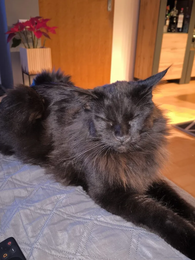 Veliki nježni divovi koji uživaju u maženju: Va&scaron;e ljubimice svakome će izmamiti osmijeh na lice