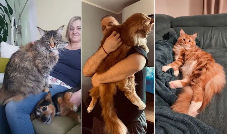 Veliki nježni divovi koji uživaju u maženju: Va&scaron;e ljubimice svakome će izmamiti osmijeh na lice