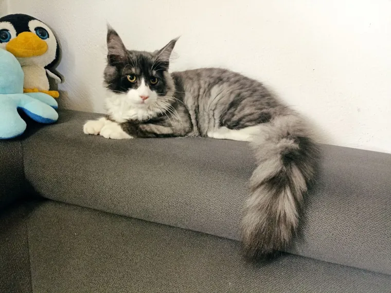 Veliki nježni divovi koji uživaju u maženju: Va&scaron;e ljubimice svakome će izmamiti osmijeh na lice