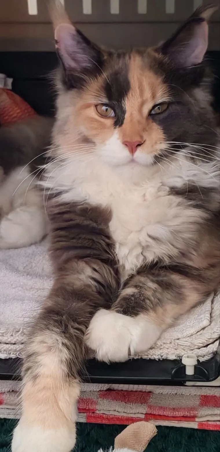 Veliki nježni divovi koji uživaju u maženju: Va&scaron;e ljubimice svakome će izmamiti osmijeh na lice