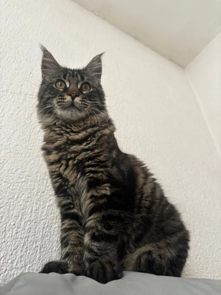 Veliki nježni divovi koji uživaju u maženju: Va&scaron;e ljubimice svakome će izmamiti osmijeh na lice