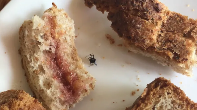 Nipo&scaron;to ne gledajte uoči užine, odnosno marende! Ovi sendviči izbit će vam svaku želju za obrokom