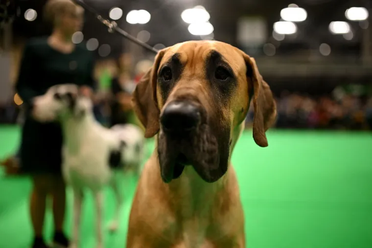 Preslatke nju&scaron;kice na najprestižnijoj svjetskoj izložbi pasa: Koji je vama osvojio srce?
