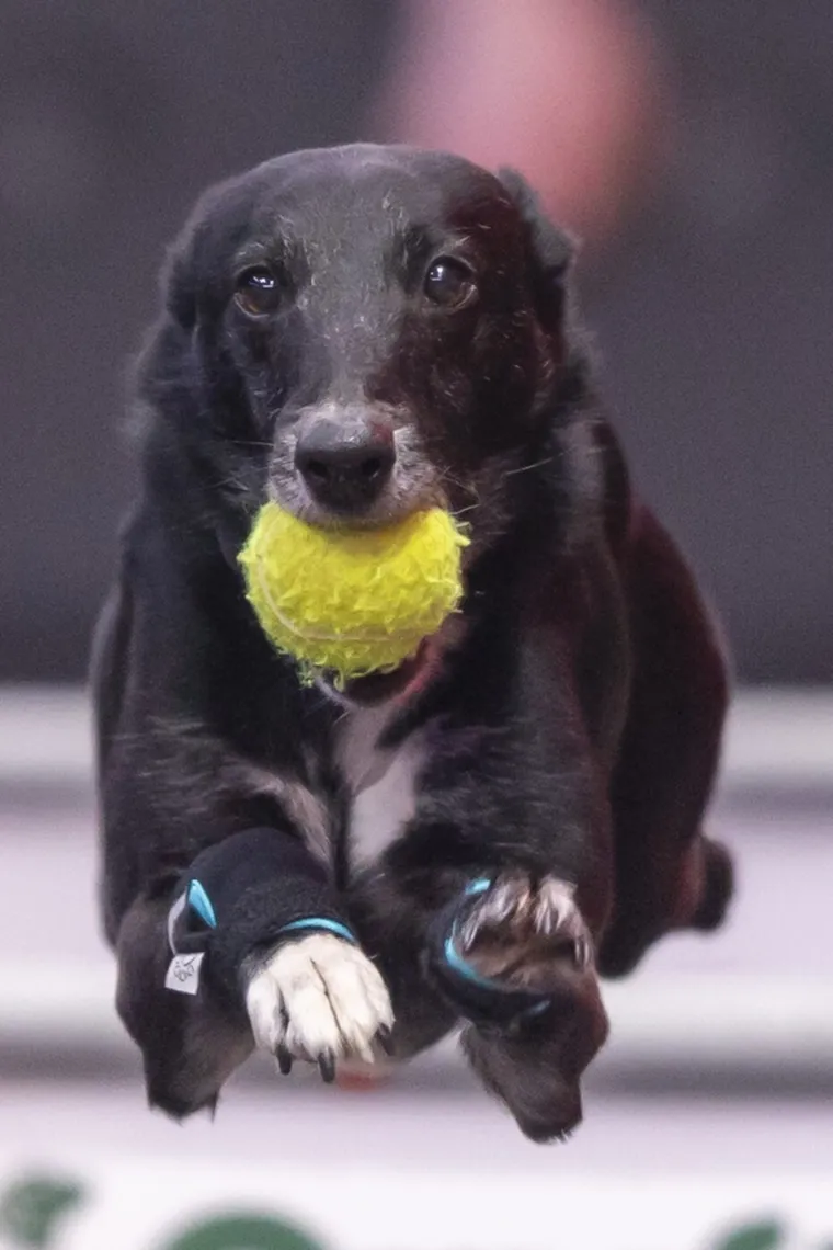 Preslatke nju&scaron;kice na najprestižnijoj svjetskoj izložbi pasa: Koji je vama osvojio srce?