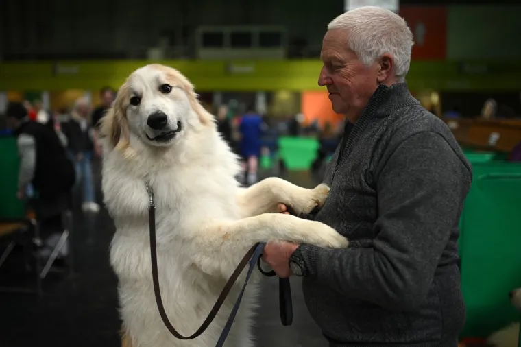 Preslatke nju&scaron;kice na najprestižnijoj svjetskoj izložbi pasa: Koji je vama osvojio srce?