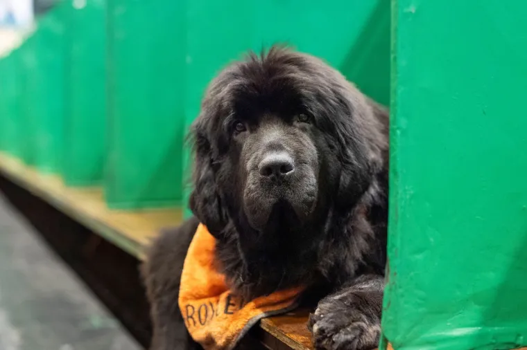 Preslatke nju&scaron;kice na najprestižnijoj svjetskoj izložbi pasa: Koji je vama osvojio srce?