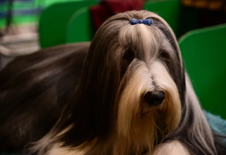 Preslatke nju&scaron;kice na najprestižnijoj svjetskoj izložbi pasa: Koji je vama osvojio srce?