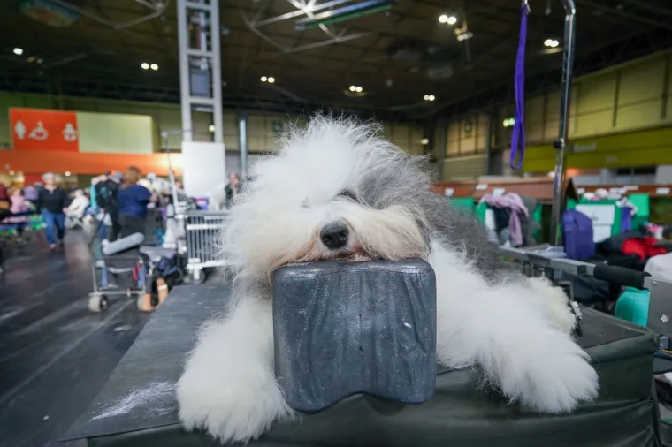 Preslatke nju&scaron;kice na najprestižnijoj svjetskoj izložbi pasa: Koji je vama osvojio srce?