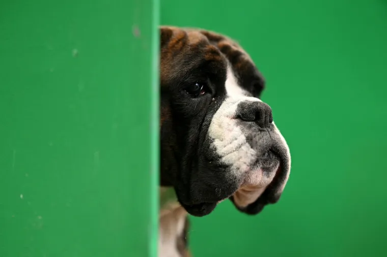 Preslatke nju&scaron;kice na najprestižnijoj svjetskoj izložbi pasa: Koji je vama osvojio srce?