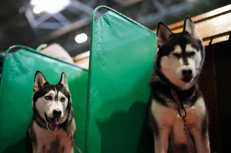 Preslatke nju&scaron;kice na najprestižnijoj svjetskoj izložbi pasa: Koji je vama osvojio srce?