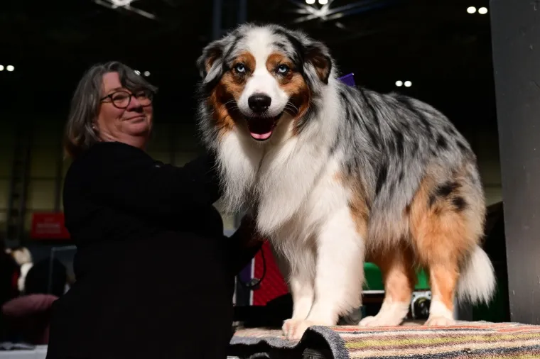 Preslatke nju&scaron;kice na najprestižnijoj svjetskoj izložbi pasa: Koji je vama osvojio srce?