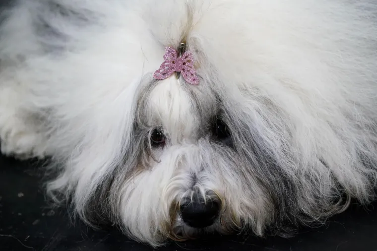 Preslatke nju&scaron;kice na najprestižnijoj svjetskoj izložbi pasa: Koji je vama osvojio srce?