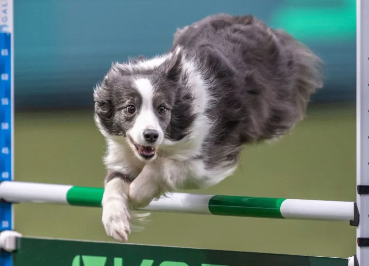 Preslatke nju&scaron;kice na najprestižnijoj svjetskoj izložbi pasa: Koji je vama osvojio srce?