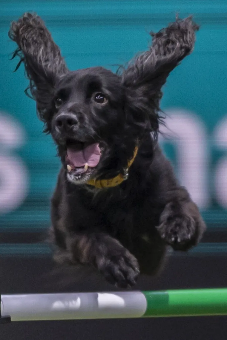 Preslatke nju&scaron;kice na najprestižnijoj svjetskoj izložbi pasa: Koji je vama osvojio srce?