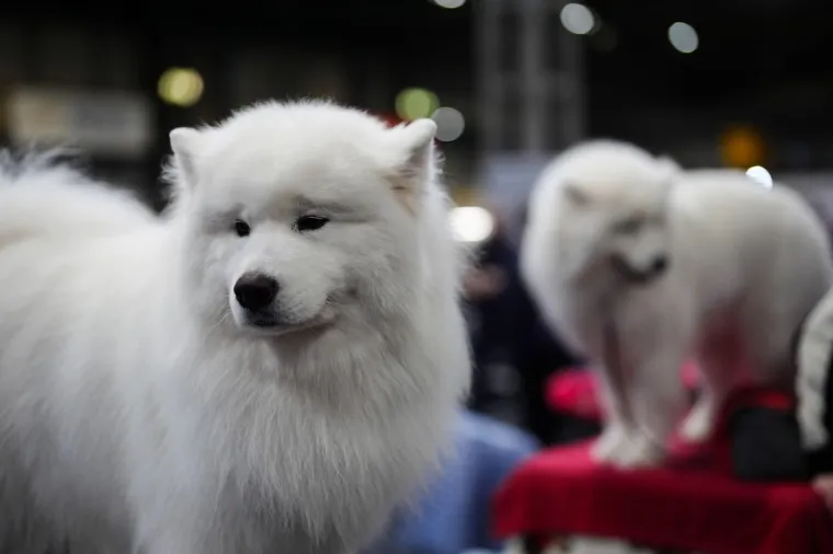 Preslatke nju&scaron;kice na najprestižnijoj svjetskoj izložbi pasa: Koji je vama osvojio srce?