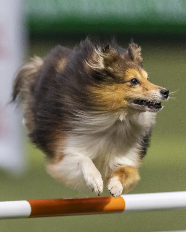 Preslatke nju&scaron;kice na najprestižnijoj svjetskoj izložbi pasa: Koji je vama osvojio srce?