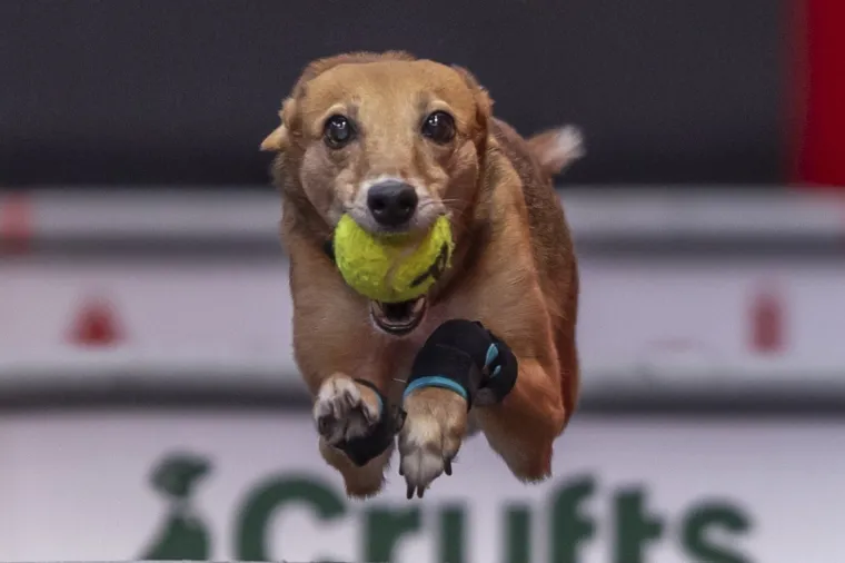 Preslatke nju&scaron;kice na najprestižnijoj svjetskoj izložbi pasa: Koji je vama osvojio srce?