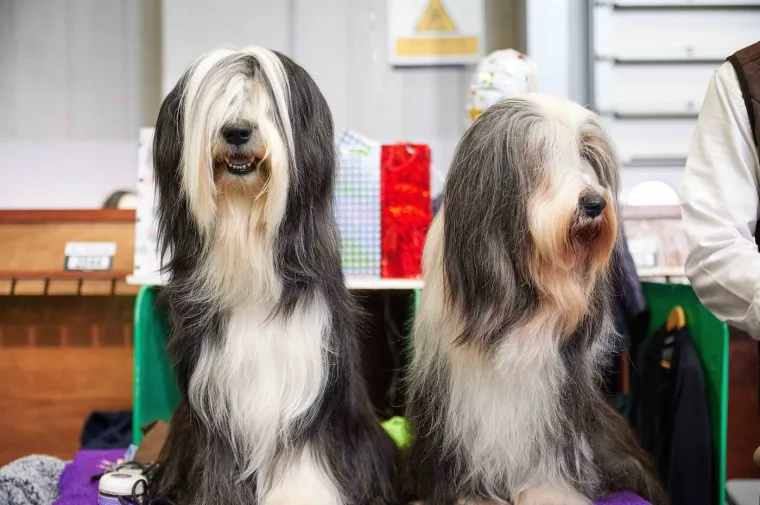 Preslatke nju&scaron;kice na najprestižnijoj svjetskoj izložbi pasa: Koji je vama osvojio srce?