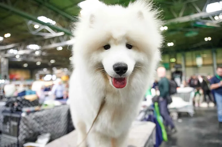 Preslatke nju&scaron;kice na najprestižnijoj svjetskoj izložbi pasa: Koji je vama osvojio srce?