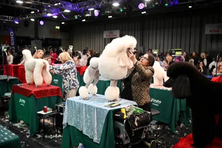 Preslatke nju&scaron;kice na najprestižnijoj svjetskoj izložbi pasa: Koji je vama osvojio srce?