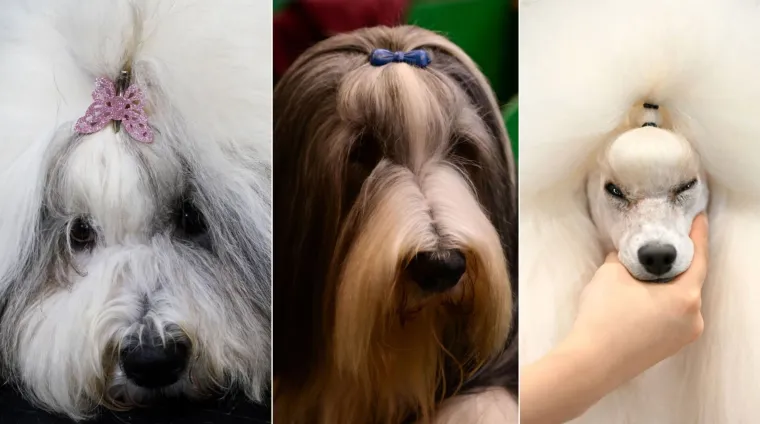Preslatke nju&scaron;kice na najprestižnijoj svjetskoj izložbi pasa: Koji je vama osvojio srce?