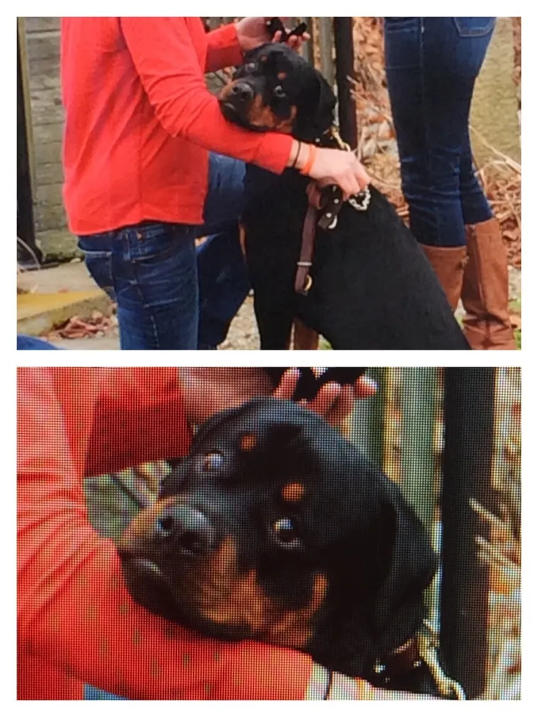 Ove prosidbe ispale su toliko lo&scaron;e da će vam od &scaron;oka pasti brak na oči! Gore stvarno nije moglo