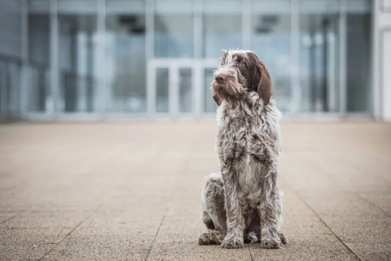 Čovjekov najbolji prijatelj, ali po kojoj cijeni: Ovo su najskuplje pasmine na svijetu