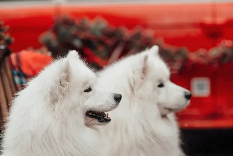 Čovjekov najbolji prijatelj, ali po kojoj cijeni: Ovo su najskuplje pasmine na svijetu