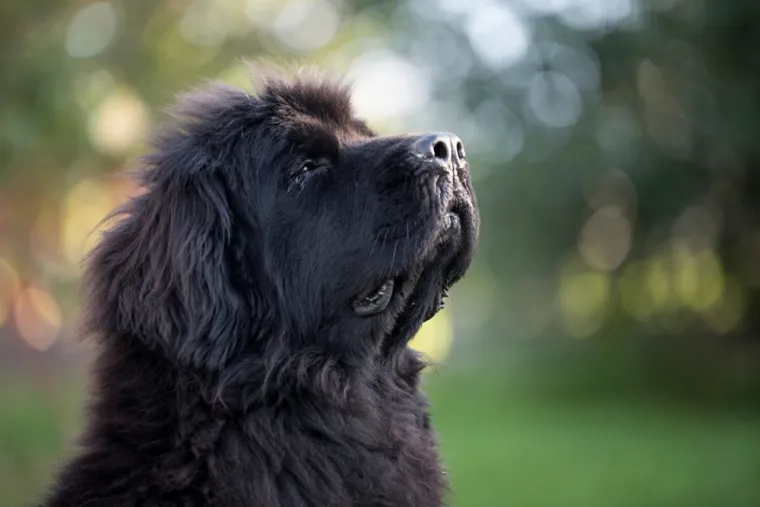 Čovjekov najbolji prijatelj, ali po kojoj cijeni: Ovo su najskuplje pasmine na svijetu