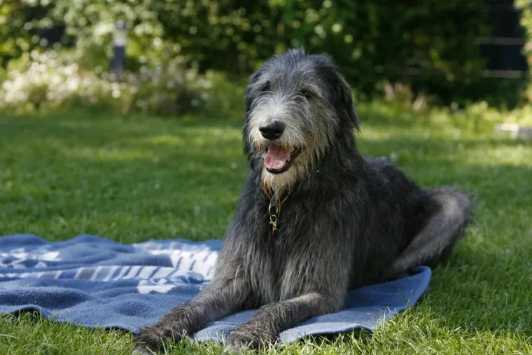 Čovjekov najbolji prijatelj, ali po kojoj cijeni: Ovo su najskuplje pasmine na svijetu