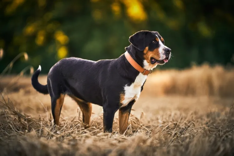 Čovjekov najbolji prijatelj, ali po kojoj cijeni: Ovo su najskuplje pasmine na svijetu