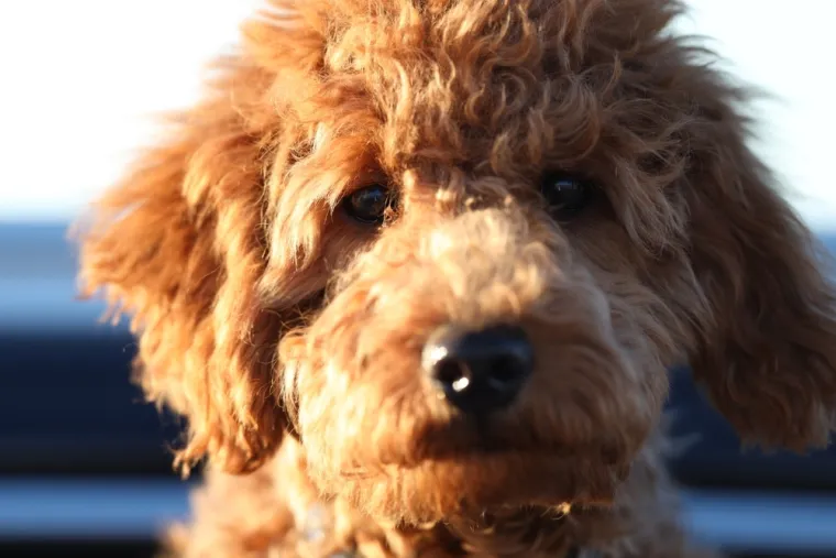 Čovjekov najbolji prijatelj, ali po kojoj cijeni: Ovo su najskuplje pasmine na svijetu