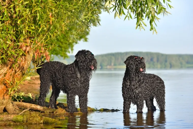 Čovjekov najbolji prijatelj, ali po kojoj cijeni: Ovo su najskuplje pasmine na svijetu