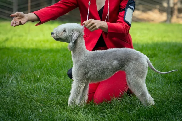 Čovjekov najbolji prijatelj, ali po kojoj cijeni: Ovo su najskuplje pasmine na svijetu