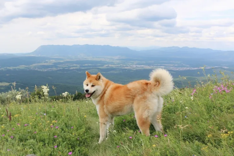 Čovjekov najbolji prijatelj, ali po kojoj cijeni: Ovo su najskuplje pasmine na svijetu