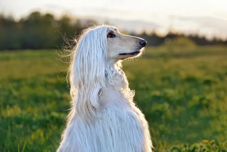 Čovjekov najbolji prijatelj, ali po kojoj cijeni: Ovo su najskuplje pasmine na svijetu