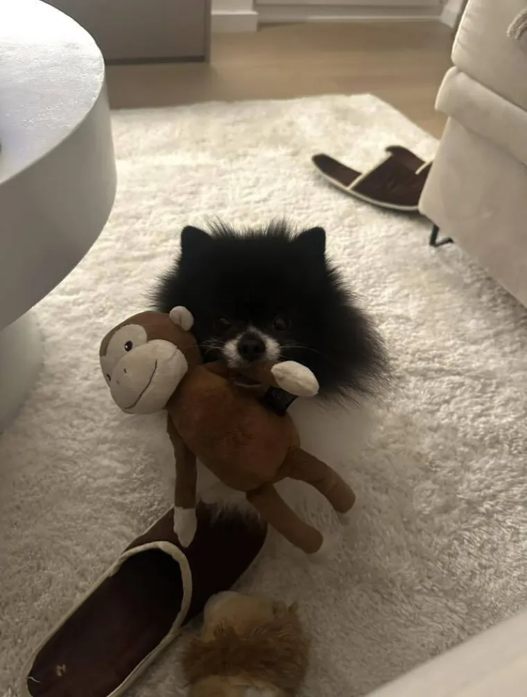 Ovo su va&scaron;e fotografije: Poznati po bujnom krznu i temperamentu najslađi su kradljivci čarapa