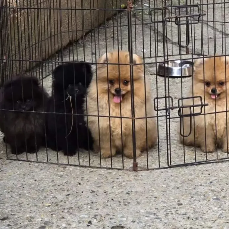 Ovo su va&scaron;e fotografije: Poznati po bujnom krznu i temperamentu najslađi su kradljivci čarapa