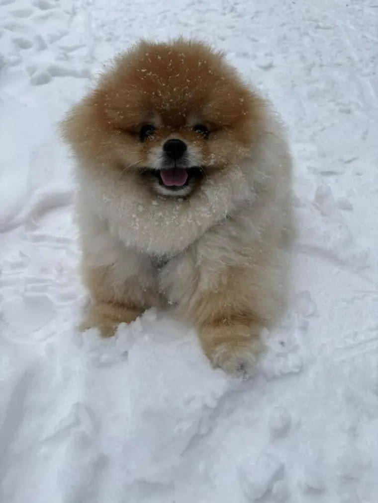 Ovo su va&scaron;e fotografije: Poznati po bujnom krznu i temperamentu najslađi su kradljivci čarapa