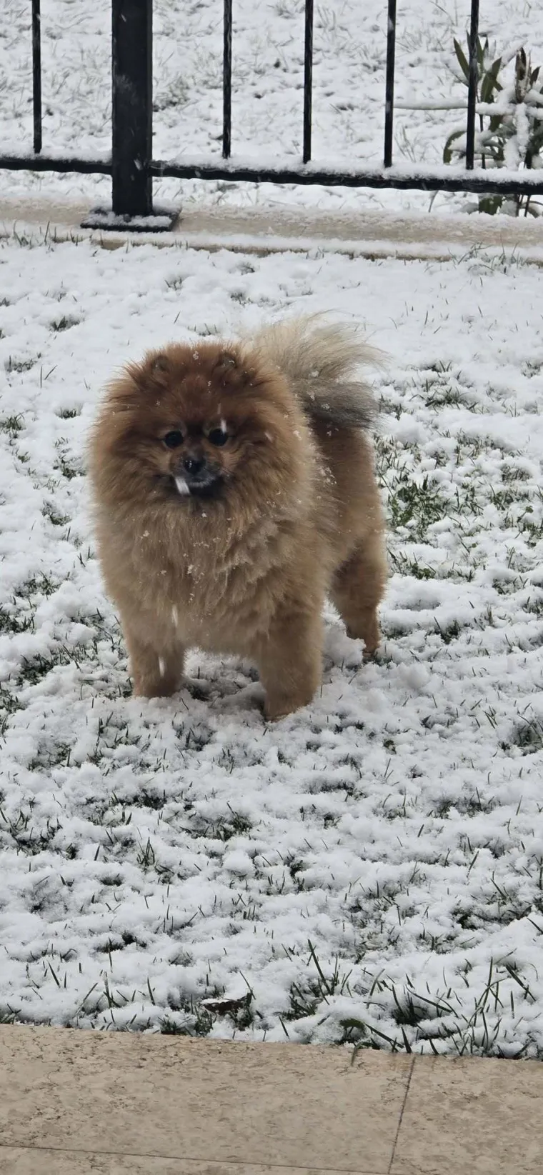 Ovo su va&scaron;e fotografije: Poznati po bujnom krznu i temperamentu najslađi su kradljivci čarapa