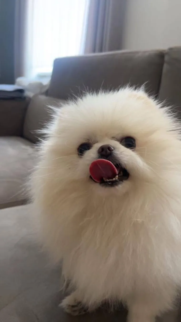 Ovo su va&scaron;e fotografije: Poznati po bujnom krznu i temperamentu najslađi su kradljivci čarapa