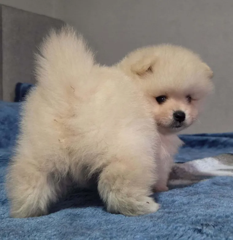 Ovo su va&scaron;e fotografije: Poznati po bujnom krznu i temperamentu najslađi su kradljivci čarapa